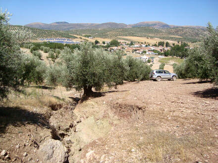 Barranquera en un olivar