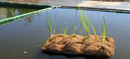 Sistemas prefabricados naturales para la fitodepuracion de aguas residuales en explotaciones agrarias y campos de golf