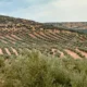 Campos de olivares en Campotejar