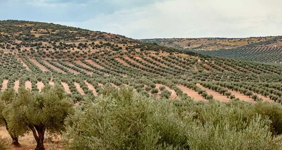Campos de olivares en Campotejar