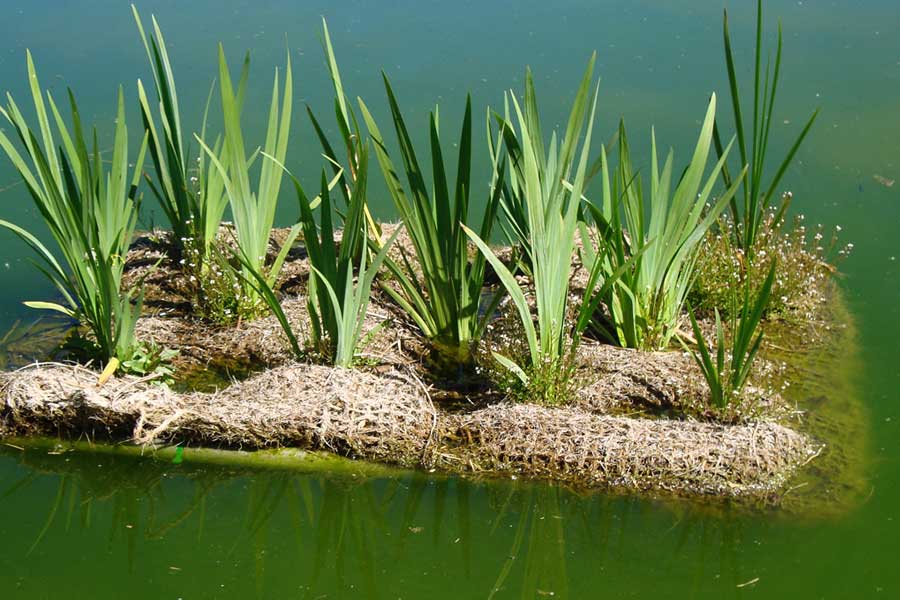 Colchones orgánicos flotantes