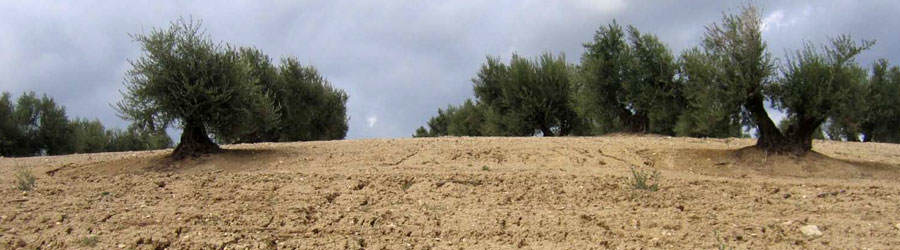 control-erosion-en-campos-de-olivares-1