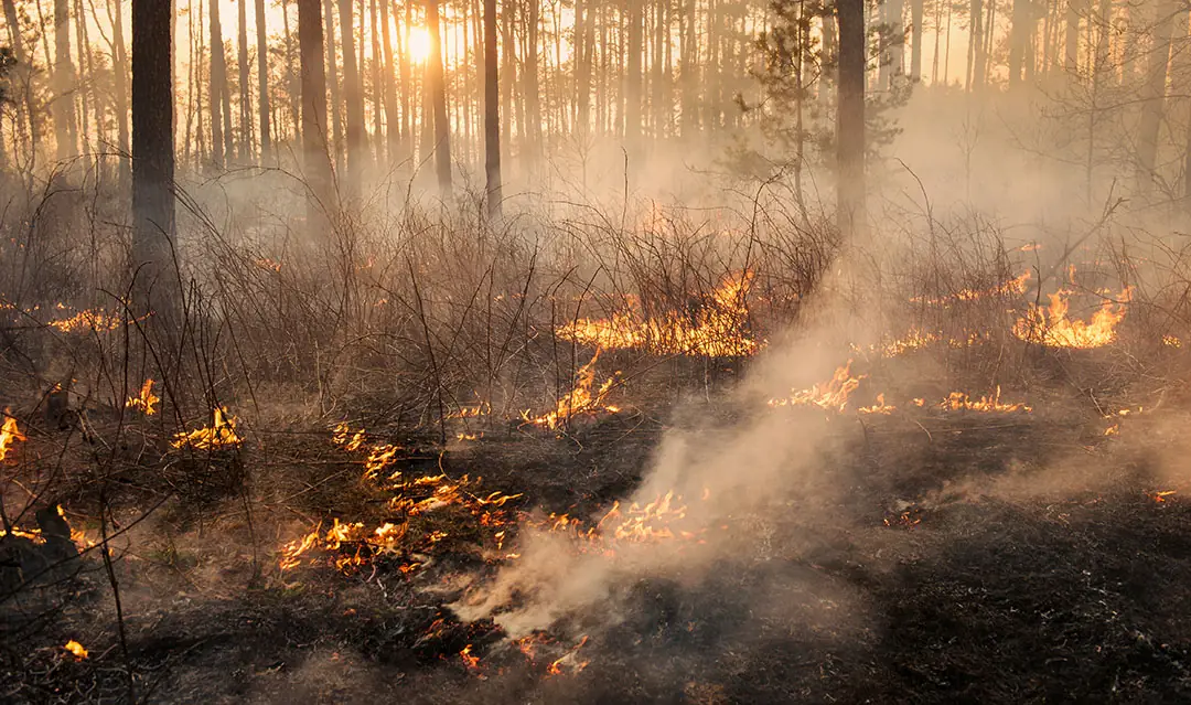Desarrollo de incendios forestales