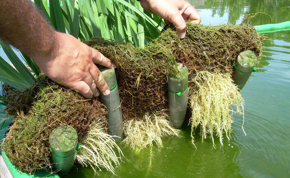 Sistemas para la fitodepuración de aguas residuales