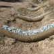 Gaviones y biorrollos para controlar la erosión por agua