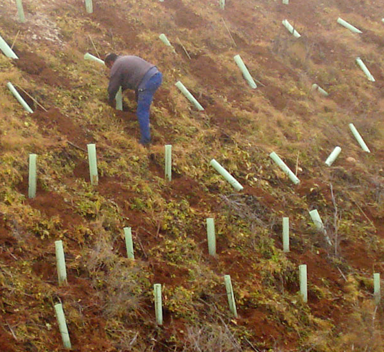 Tutores para plantas de restauración